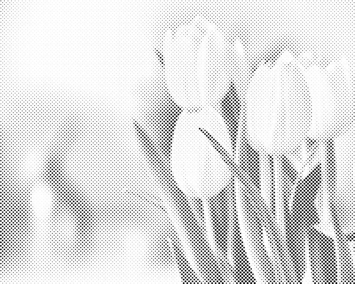 Bijeli tulipani - Dottingo