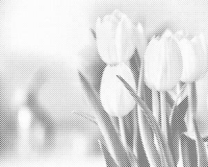 Bijeli tulipani - Dottingo