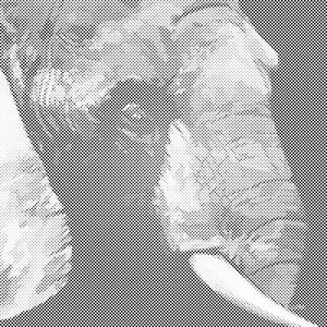 Glava slona - Dottingo