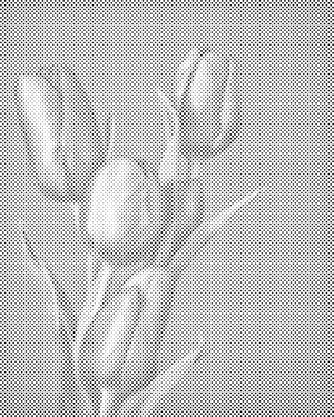 Ljubičasti tulipani - Dottingo