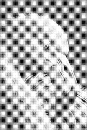 Dijamantno slikarstvo - Portret flaminga - Dottingo