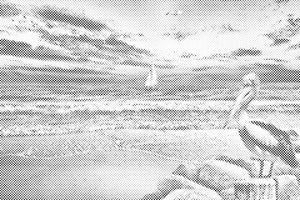 Pelikan i brod - Dottingo