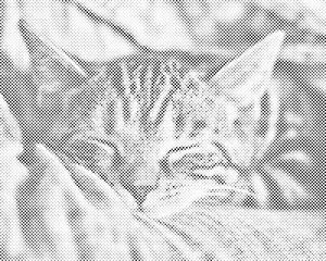 Uspavana maca - Dottingo