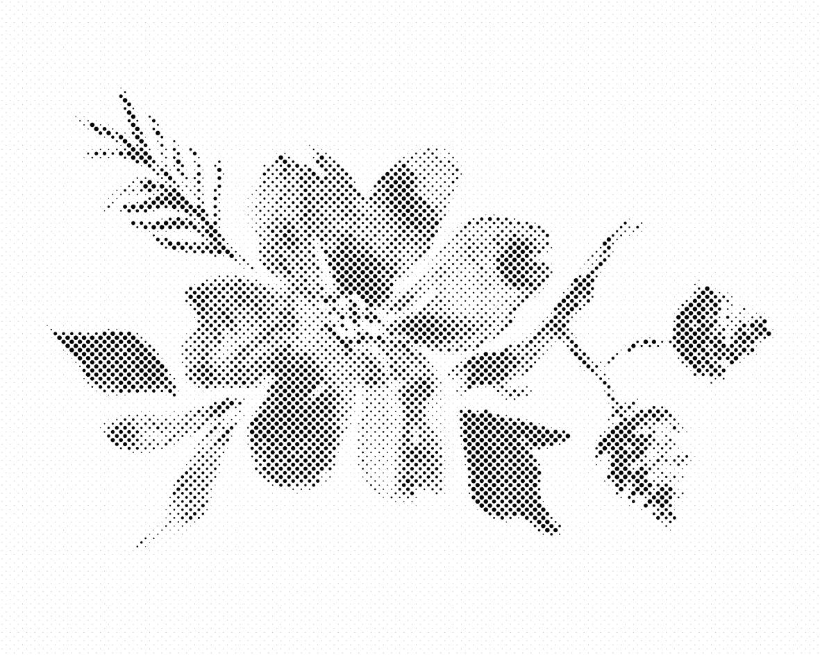 Skica cvijeta - Dottingo