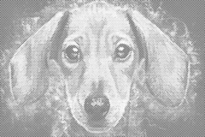 Glava jazavičara - Dottingo