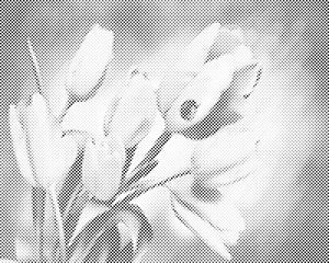 Tulipani i bubamara - Dottingo