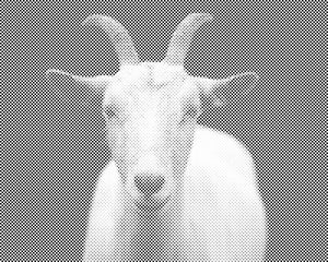 Bijela koza - Dottingo