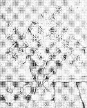 Jorgovan u vazi - Dottingo