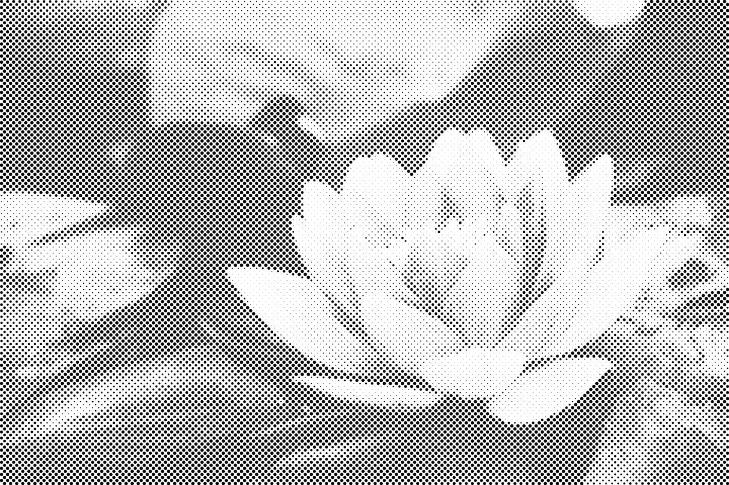 Vodeni ljiljan - Dottingo