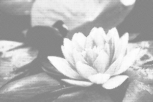 Vodeni ljiljan - Dottingo