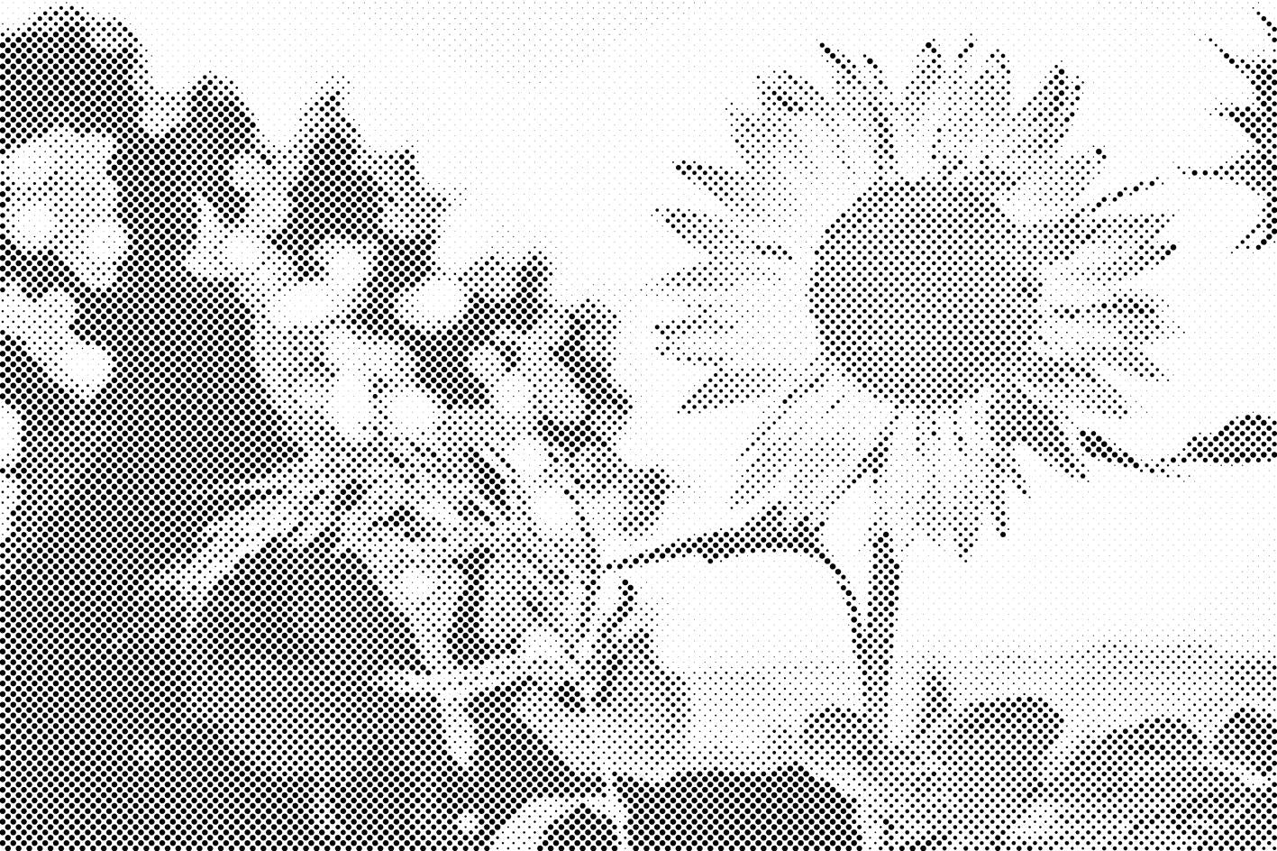 Suncokreti na livadi - Dottingo