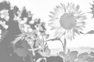 Suncokreti na livadi - Dottingo