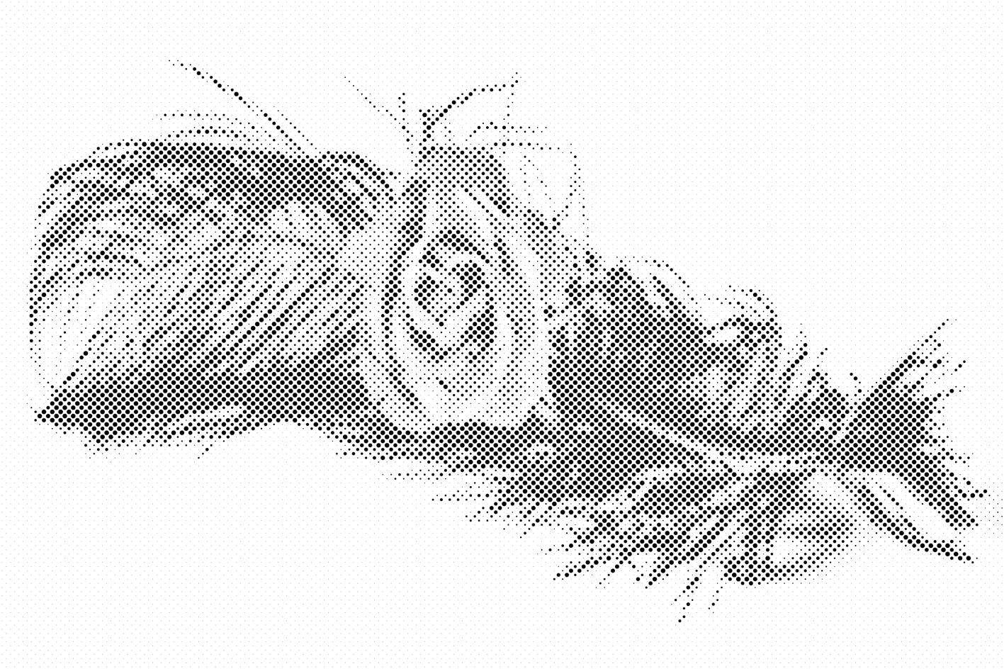 Ruža u peru - Dottingo