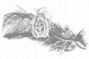 Ruža u peru - Dottingo