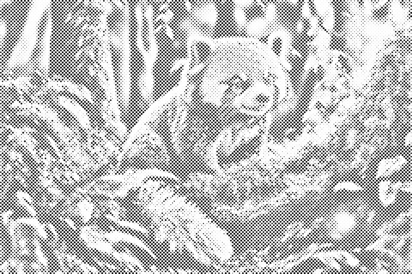 Crvena panda - Dottingo