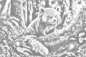 Crvena panda - Dottingo