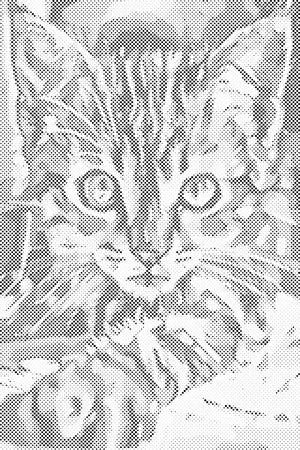 Radoznali mačić - Dottingo