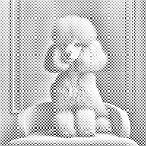 Ružičasta pudlica - Dottingo