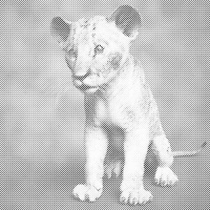 Mali Simba - Dottingo