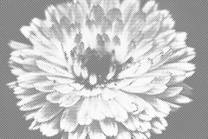 Proljetni cvijet - Dottingo