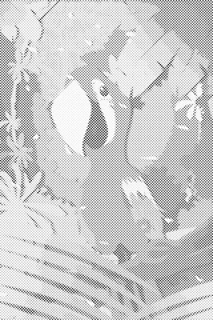 Sretna papiga - Dottingo