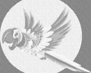 Veseli papagaj - Dottingo