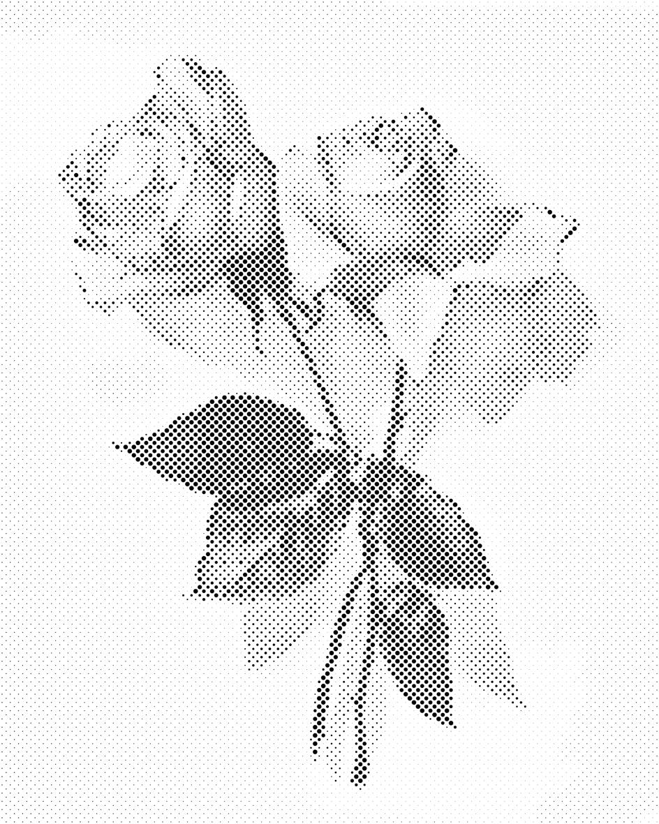 Vintage ruža 2 - Dottingo