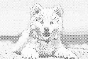 Veseli pas - Dottingo