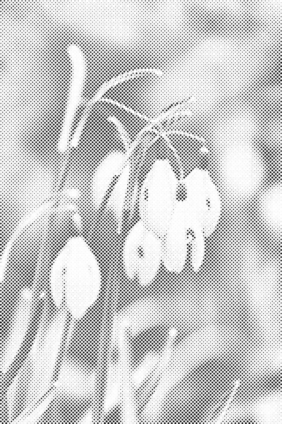 Ljiljani u dolini - Dottingo