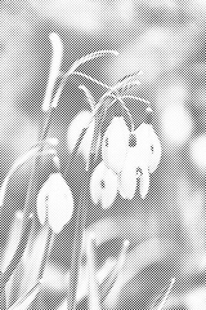 Ljiljani u dolini - Dottingo