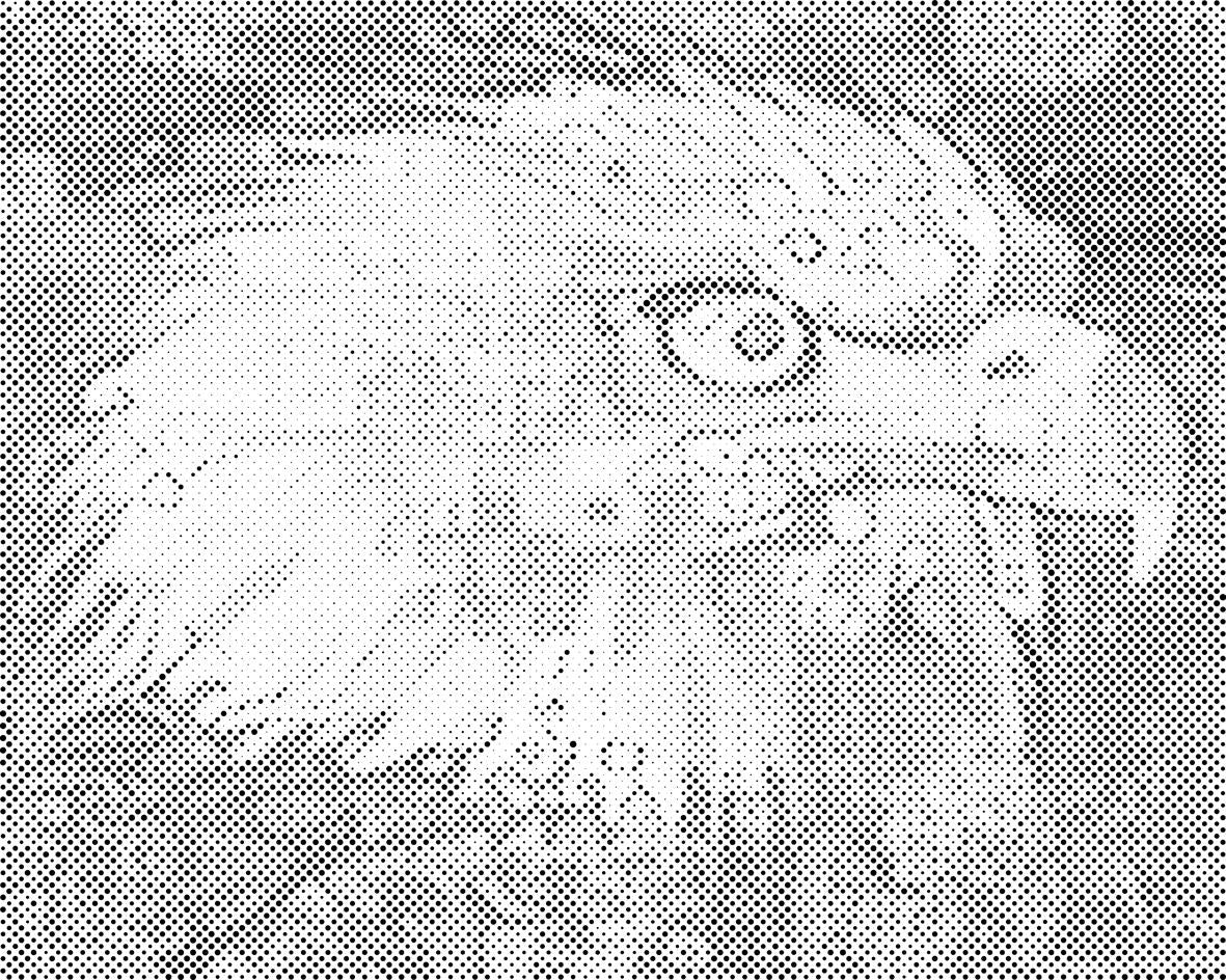 Glava orla - Dottingo