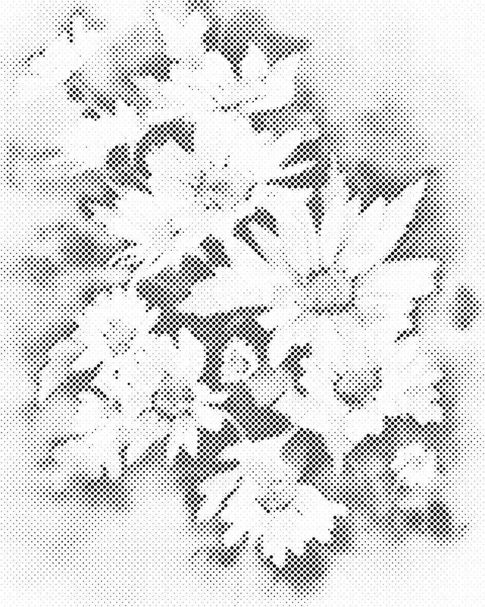 Jesenski cvijet, bijela astra - Dottingo