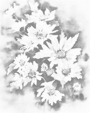 Jesenski cvijet, bijela astra - Dottingo