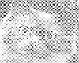 Mačja glava 3 - Dottingo