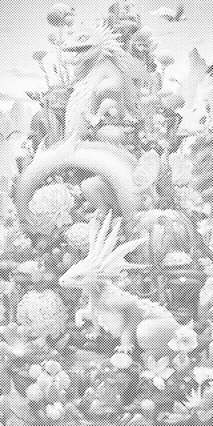 Zmajeva jazbina - Dottingo