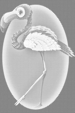 Hodajući Flamingo - Dottingo