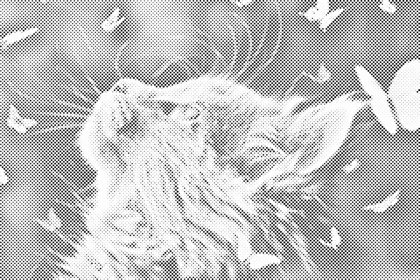 Maca među leptirima - Dottingo