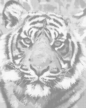 Tigrova glava 2 - Dottingo