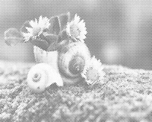 Tratinčice u školjci - Dottingo