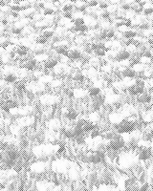 Cvjetno polje - Dottingo