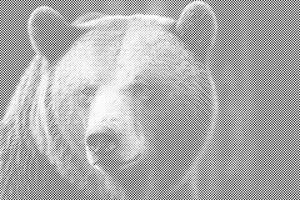 Medvjed grizli - Dottingo