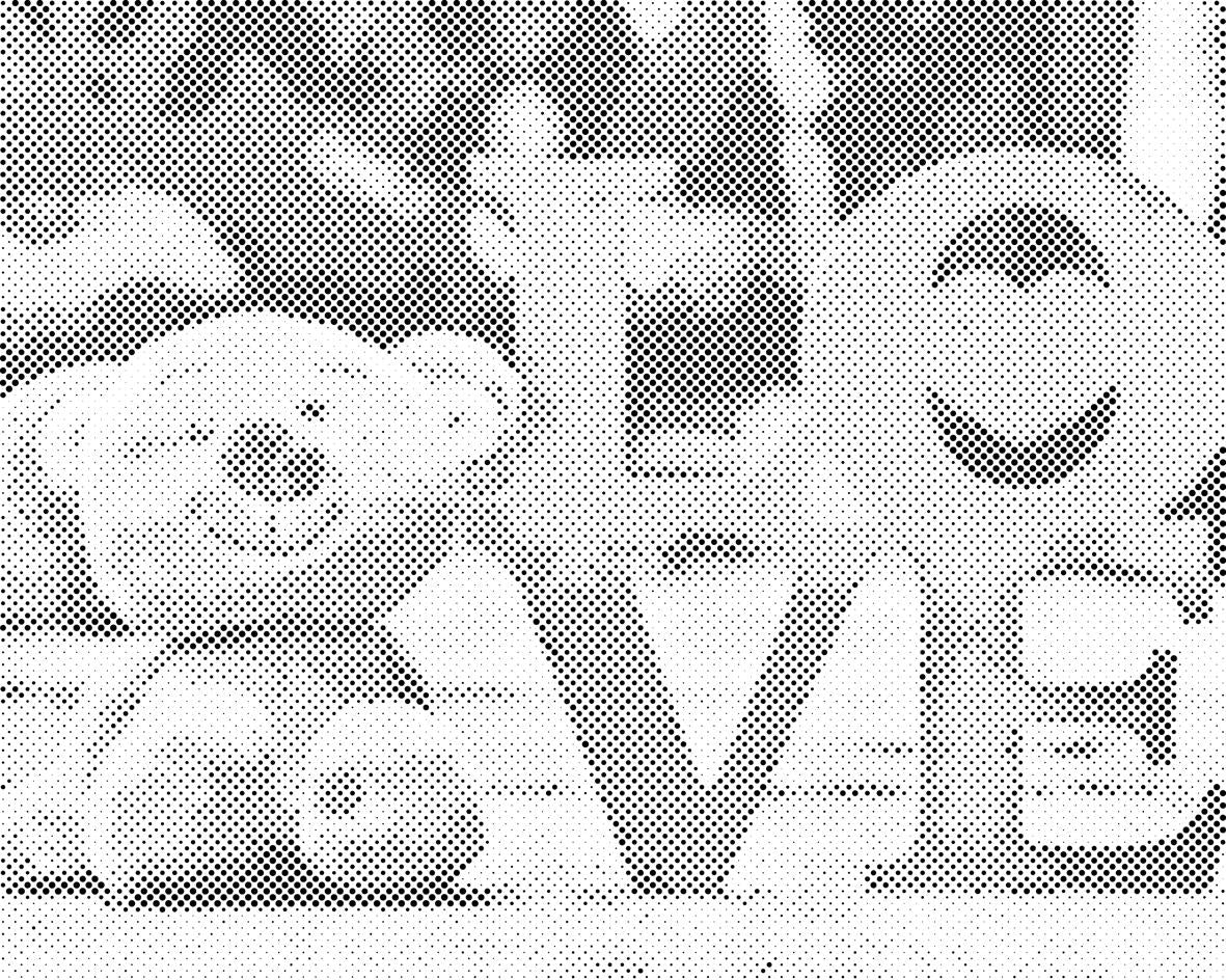 Medvjedić - Dottingo