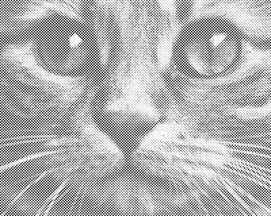 Pogled na mačku - Dottingo